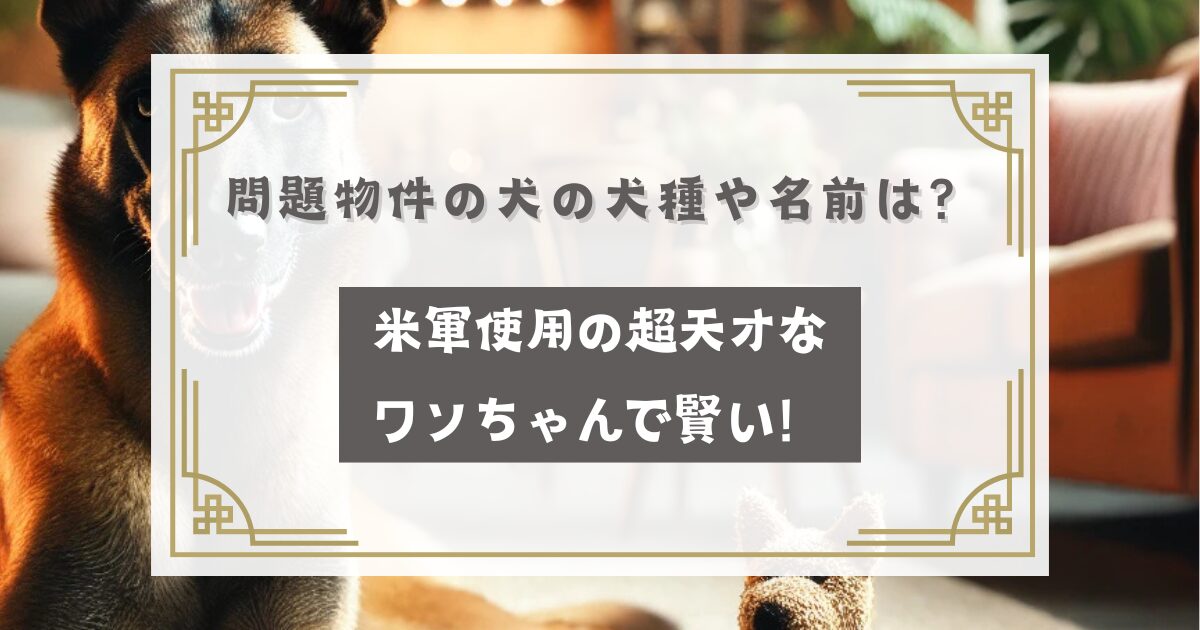 問題物件の犬の犬種や名前は？米軍使用の超天才なワンちゃんで賢い！